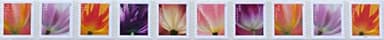2023 Tulip Blossom Forever First Class Postage Stamp (10 Count Strip) Y