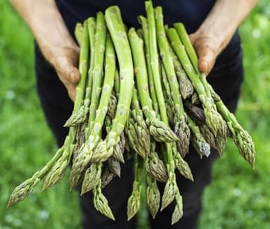 Jersey Giant Live Asparagus Bare Root Plants - 2yr Crowns - Grow Giant Asparagus (10 Plants)
