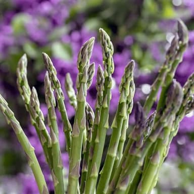 Mary Washington Asparagus Roots - Heirloom, Bare Root 2yr Asparagus Crowns from Hand Picked Nursery (10)